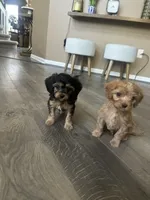 Joey, a male Cavapoo and Cavalier King Charles Spaniel for sale in Macomb, MI – 2 of 3