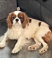 Sophia, a female Cavapoo and Cavalier King Charles Spaniel for sale in Macomb, MI – 5 of 7