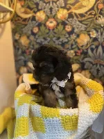 Teddy, a male Cavapoo and Cavalier King Charles Spaniel for sale in Macomb, MI – 2 of 8
