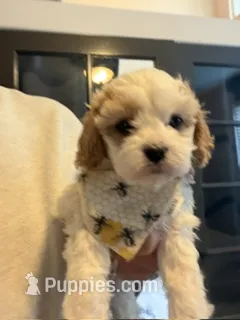 Sophia – Cavapoo, Cavalier King Charles Spaniel puppy for sale in Macomb, MI