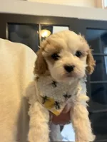 Sophia, a female Cavapoo and Cavalier King Charles Spaniel for sale in Macomb, MI – 1 of 7