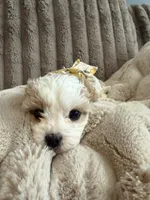 Sophia, a female Cavapoo and Cavalier King Charles Spaniel for sale in Macomb, MI – 4 of 7