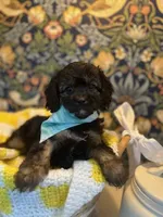Bear, a male Cavapoo and Cavalier King Charles Spaniel for sale in Macomb, MI – 3 of 6