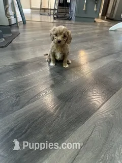 Joey – Cavapoo, Cavalier King Charles Spaniel puppy for sale in Macomb, MI