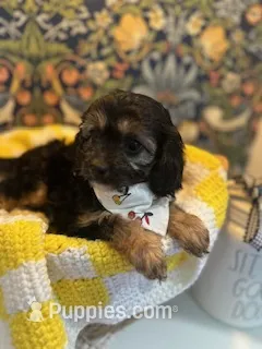 Betsy – Cavapoo, Cavalier King Charles Spaniel puppy for sale in Macomb, MI