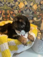 Betsy, a female Cavapoo and Cavalier King Charles Spaniel for sale in Macomb, MI – 1 of 6