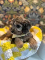 Frankie, a male Cavapoo and Cavalier King Charles Spaniel for sale in Macomb, MI – 3 of 8