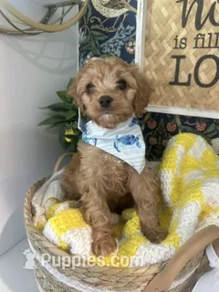 Ross – Cavapoo, Cavalier King Charles Spaniel puppy for sale in Macomb, MI