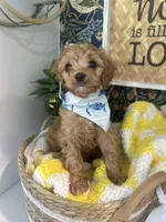 Ross, a male Cavapoo and Cavalier King Charles Spaniel for sale in Macomb, MI – 1 of 2