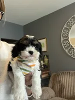 Gunner, a male Cavapoo and Cavalier King Charles Spaniel for sale in Macomb, MI – 2 of 7