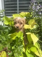 Rachel, a female Cavapoo and Cavalier King Charles Spaniel for sale in Macomb, MI – 3 of 3
