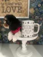 Daisy, a female Cavapoo and Cavalier King Charles Spaniel for sale in Macomb, MI – Photo 2 of 4