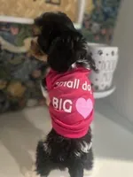 Daisy, a female Cavapoo and Cavalier King Charles Spaniel for sale in Macomb, MI – Photo 3 of 4