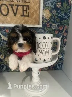 Daisy – Cavapoo, Cavalier King Charles Spaniel puppy for sale in Macomb, MI