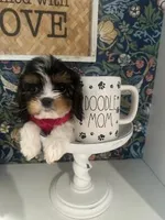 Daisy, a female Cavapoo and Cavalier King Charles Spaniel for sale in Macomb, MI – Photo 1 of 4