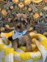 Mikey, a male Cavapoo and Cavalier King Charles Spaniel for sale in Macomb, MI – 4 of 8