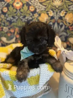 Bear – Cavapoo, Cavalier King Charles Spaniel puppy for sale in Macomb, MI
