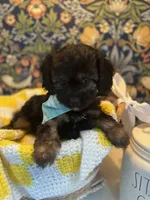 Bear, a male Cavapoo and Cavalier King Charles Spaniel for sale in Macomb, MI – 1 of 6