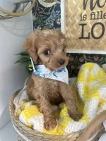 Ross, a male Cavapoo and Cavalier King Charles Spaniel for sale in Macomb, MI – 2 of 2