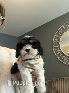 Gunner – Cavapoo, Cavalier King Charles Spaniel puppy for sale in Macomb, MI
