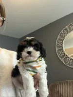 Gunner, a male Cavapoo and Cavalier King Charles Spaniel for sale in Macomb, MI – 1 of 7