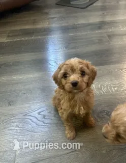 Chandler – Cavalier King Charles Spaniel puppy for sale in Macomb, MI