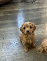 Chandler, a male Cavalier King Charles Spaniel for sale in Macomb, MI – 1 of 3