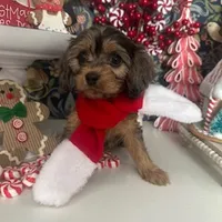 Tyler, a male Cavapoo and Cavalier King Charles Spaniel for sale in Macomb, MI – Photo 2 of 5