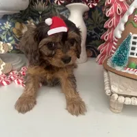 Tyler, a male Cavapoo and Cavalier King Charles Spaniel for sale in Macomb, MI – Photo 4 of 5