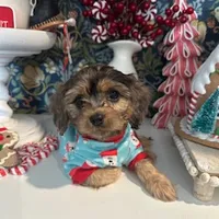 Tyler, a male Cavapoo and Cavalier King Charles Spaniel for sale in Macomb, MI – Photo 5 of 5