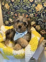 Mikey, a male Cavapoo and Cavalier King Charles Spaniel for sale in Macomb, MI – 3 of 8
