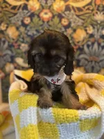 Betsy, a female Cavapoo and Cavalier King Charles Spaniel for sale in Macomb, MI – 2 of 6