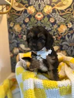 Teddy, a male Cavapoo and Cavalier King Charles Spaniel for sale in Macomb, MI – 4 of 8