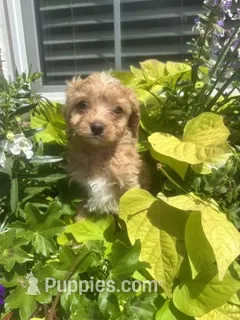 Rachel – Cavapoo, Cavalier King Charles Spaniel puppy for sale in Macomb, MI