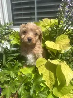 Rachel, a female Cavapoo and Cavalier King Charles Spaniel for sale in Macomb, MI – 1 of 3