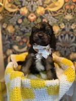 Teddy, a male Cavapoo and Cavalier King Charles Spaniel for sale in Macomb, MI – 3 of 8