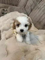 Sophia, a female Cavapoo and Cavalier King Charles Spaniel for sale in Macomb, MI – 3 of 7