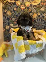 Betsy, a female Cavapoo and Cavalier King Charles Spaniel for sale in Macomb, MI – 3 of 6