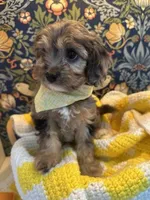 Frankie, a male Cavapoo and Cavalier King Charles Spaniel for sale in Macomb, MI – 2 of 8