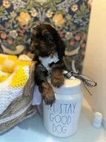 Teddy, a male Cavapoo and Cavalier King Charles Spaniel for sale in Macomb, MI – 5 of 8