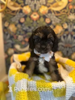 Teddy – Cavapoo, Cavalier King Charles Spaniel puppy for sale in Macomb, MI