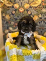 Teddy, a male Cavapoo and Cavalier King Charles Spaniel for sale in Macomb, MI – 1 of 8