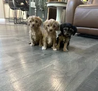Joey, a male Cavapoo and Cavalier King Charles Spaniel for sale in Macomb, MI – 3 of 3