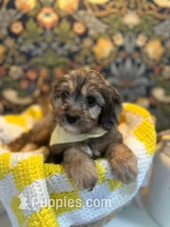 Frankie – Cavapoo, Cavalier King Charles Spaniel puppy for sale in Macomb, MI