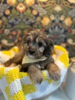 Frankie, a male Cavapoo and Cavalier King Charles Spaniel for sale in Macomb, MI – 1 of 8