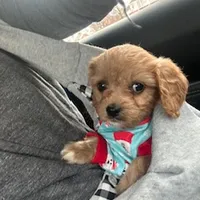 Lady, a female Cavapoo and Cavalier King Charles Spaniel for sale in Macomb, MI – Photo 3 of 4