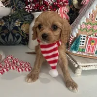 Lady, a female Cavapoo and Cavalier King Charles Spaniel for sale in Macomb, MI – Photo 4 of 4