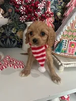 processed/acb55e5c-aa5a-4286-ad6a-f928bd72e6e8/listing/ca2a49dd-e41d-49b1-bdcc-ec20e70b58f1/433473a0-1867-46bc-a67c-67aa38284bb7