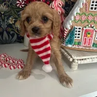 Lady, a female Cavapoo and Cavalier King Charles Spaniel for sale in Macomb, MI – Photo 1 of 4