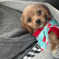 Lady, a female Cavapoo and Cavalier King Charles Spaniel for sale in Macomb, MI – Photo 2 of 4